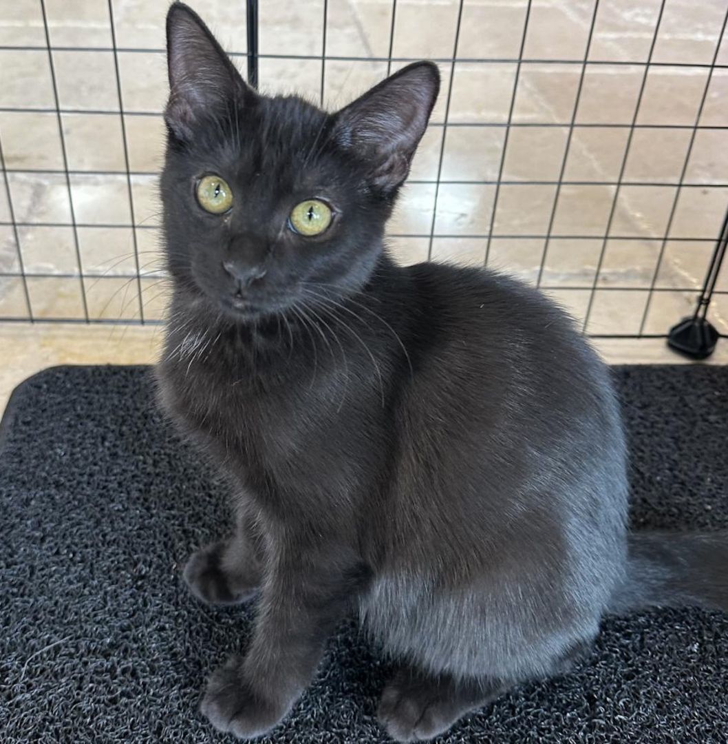 Enlarge Thanos, a Adopted Domestic Short Hair in Davie, FL image 1/1