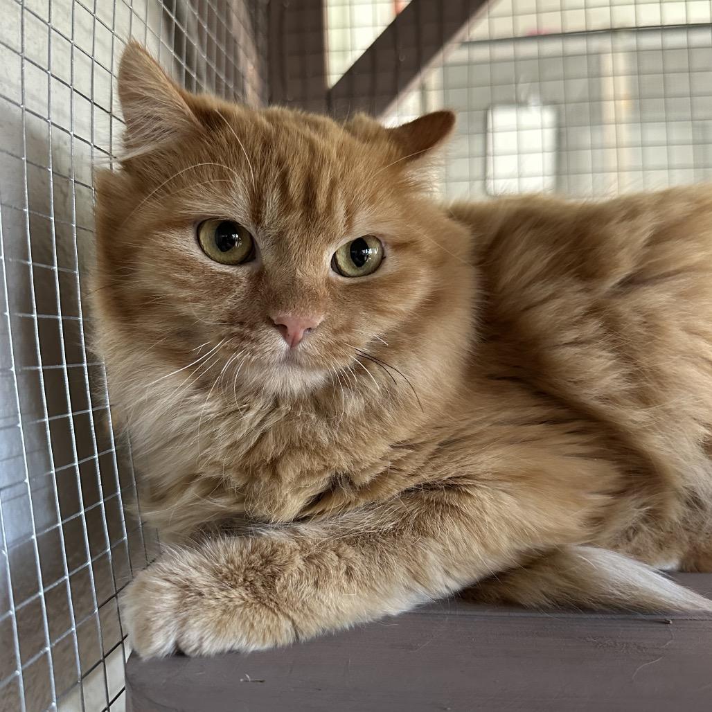 Rosie, Adoptable, Young Female Domestic Long Hair.