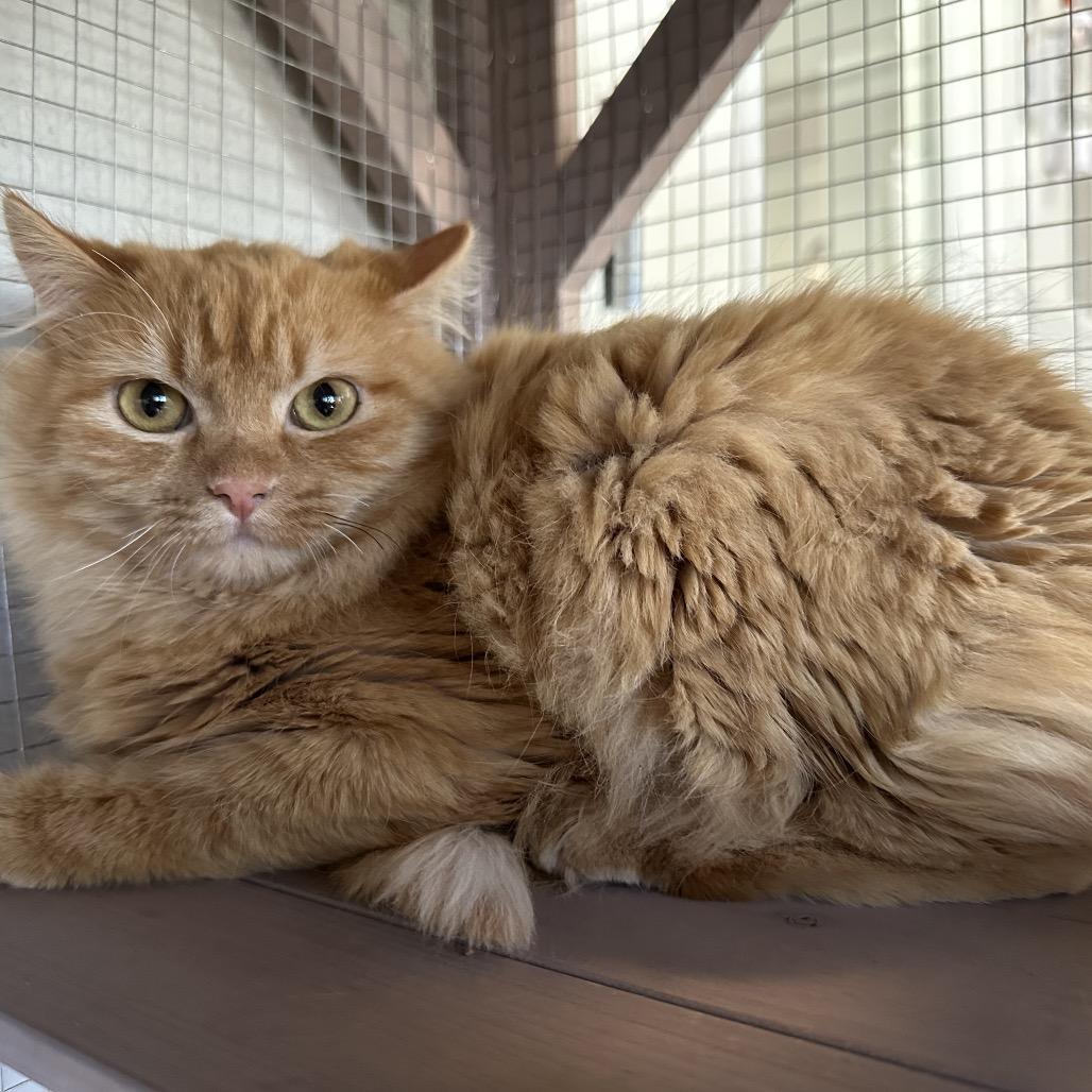 Enlarge Rosie, a Adoptable Domestic Long Hair in Durango, CO image 2/3