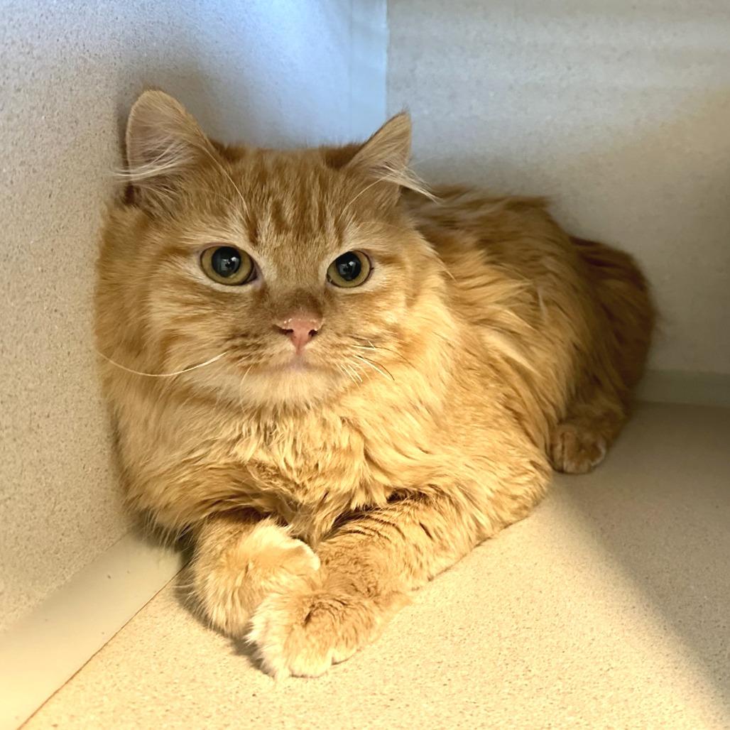 Enlarge Rosie, a Adoptable Domestic Long Hair in Durango, CO image 3/3