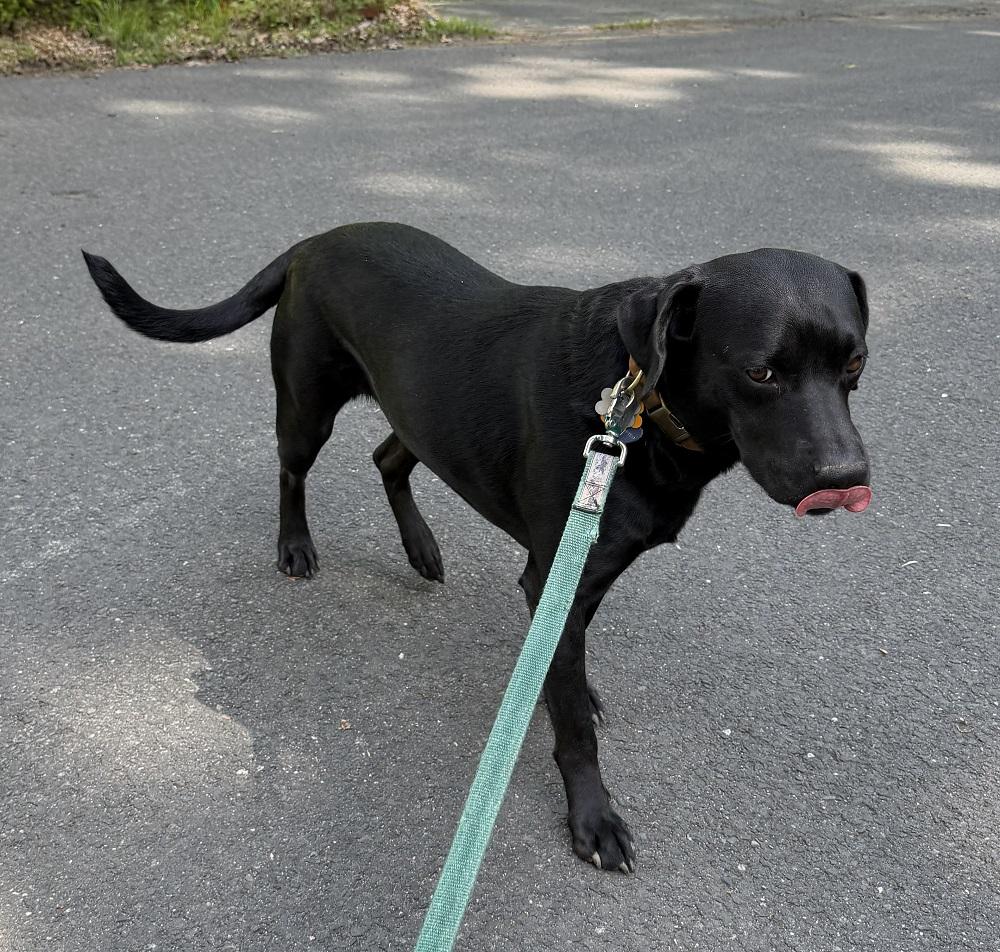 Sully 12, a ADOPTABLE mixed breed in Killingworth, CT image 4/6