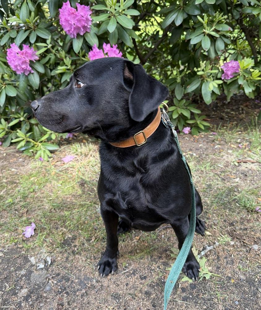 Sully 12, a ADOPTABLE mixed breed in Killingworth, CT image 3/6