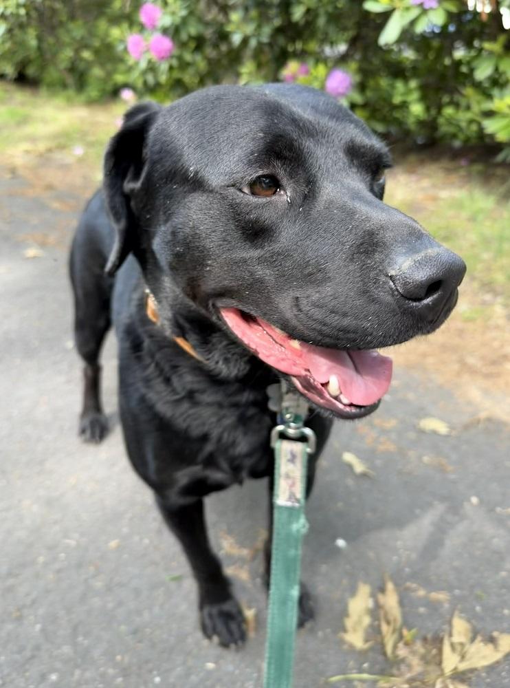Sully 12, a ADOPTABLE mixed breed in Killingworth, CT image 1/6
