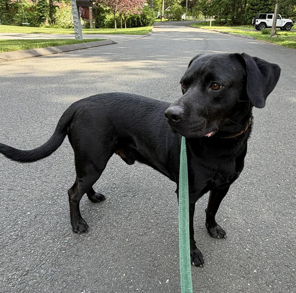 Sully 12, a ADOPTABLE mixed breed in Killingworth, CT image 2/6