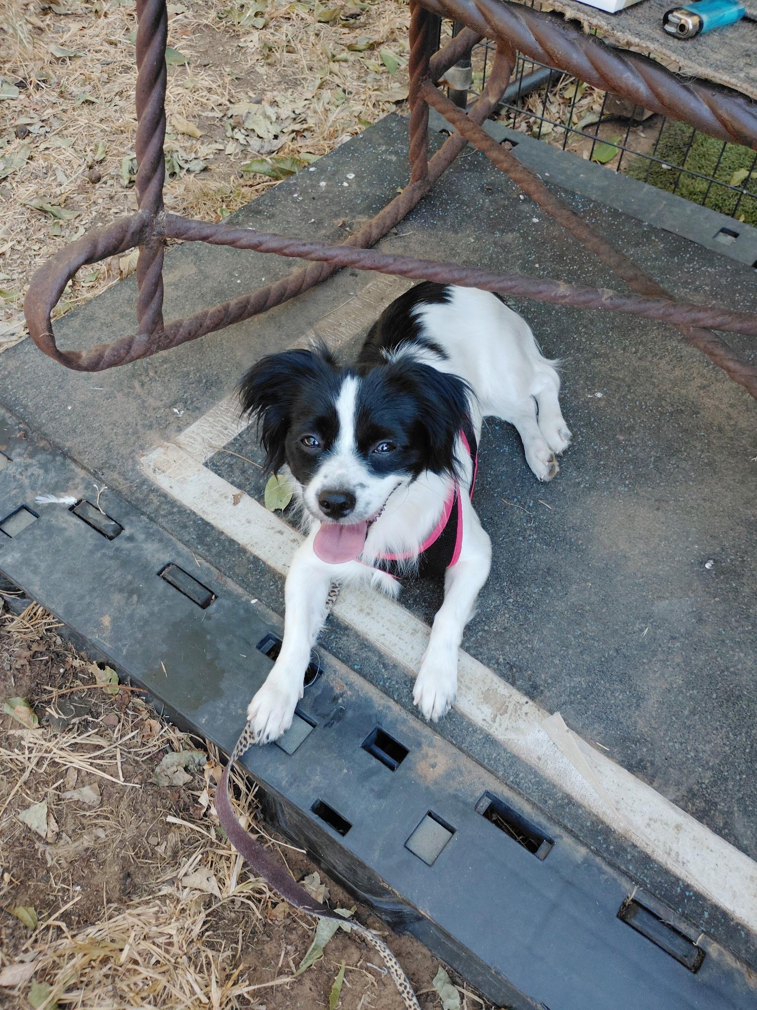 Delilah, Adopted, Young Female Papillon & Cocker Spaniel.