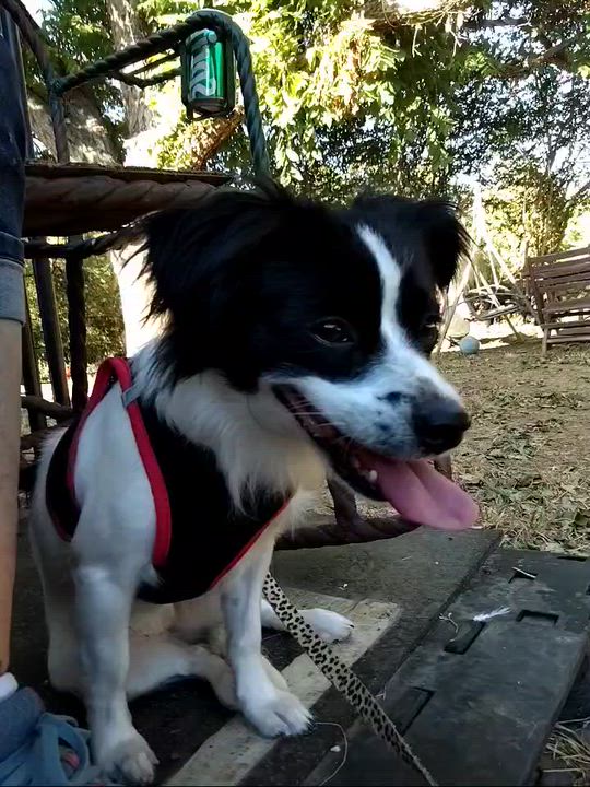 Enlarge Delilah, a Adopted mixed breed in Garland, TX video 2/2
