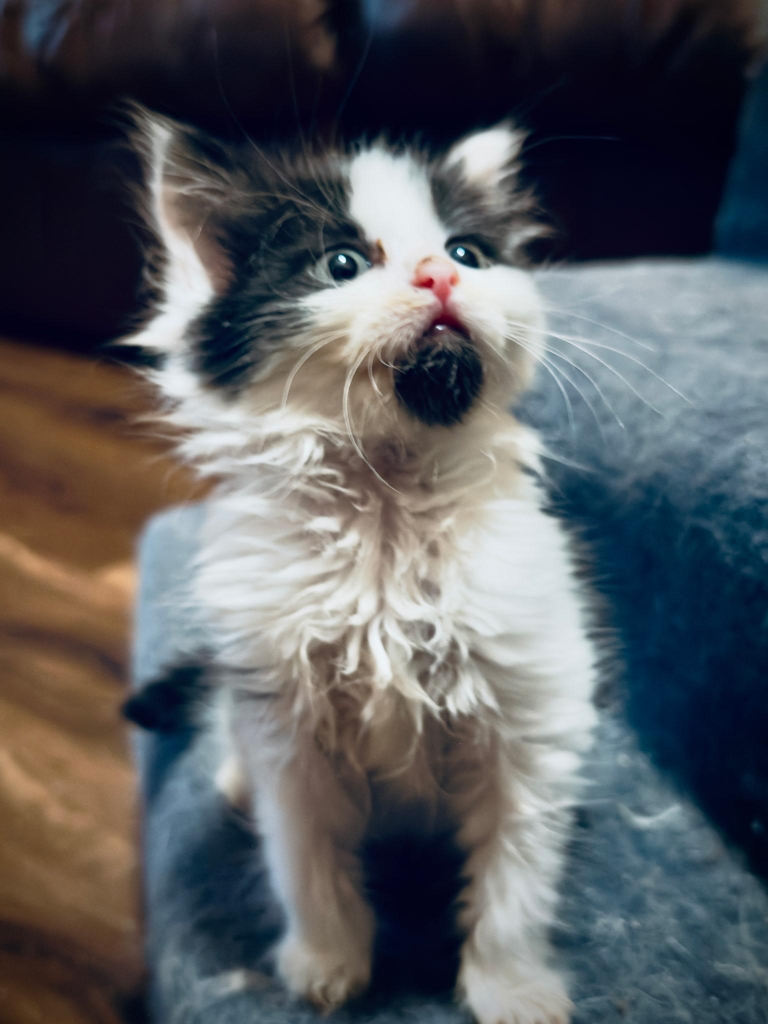 Bailey, adopted, Kitten Female Domestic Medium Hair.