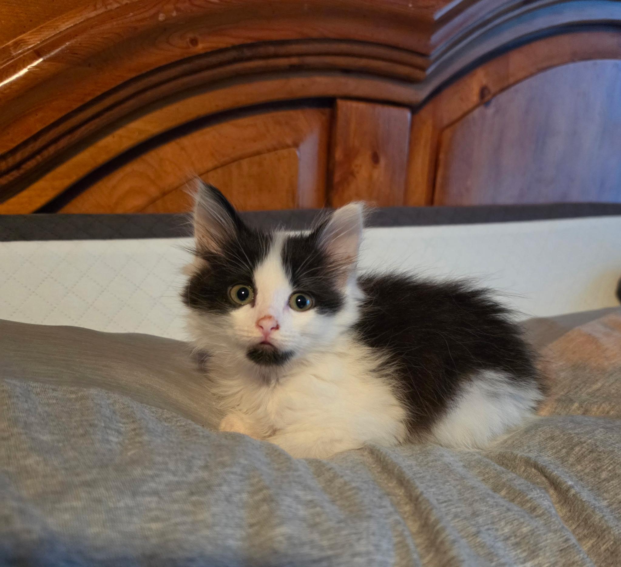 Bailey, an adopted Domestic Medium Hair in Indianapolis, IN image 3/3