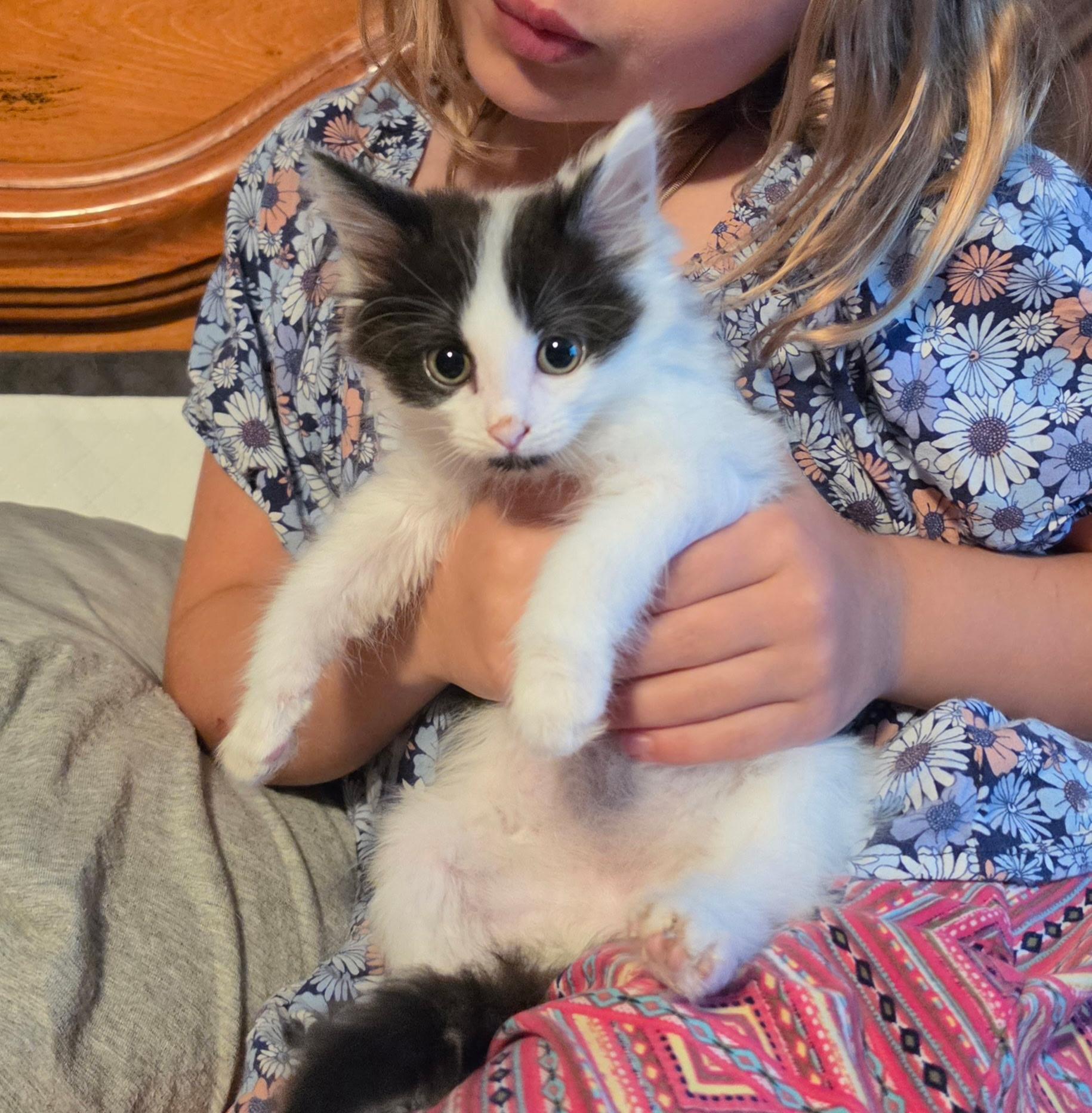 Bailey, an adopted Domestic Medium Hair in Indianapolis, IN image 2/3