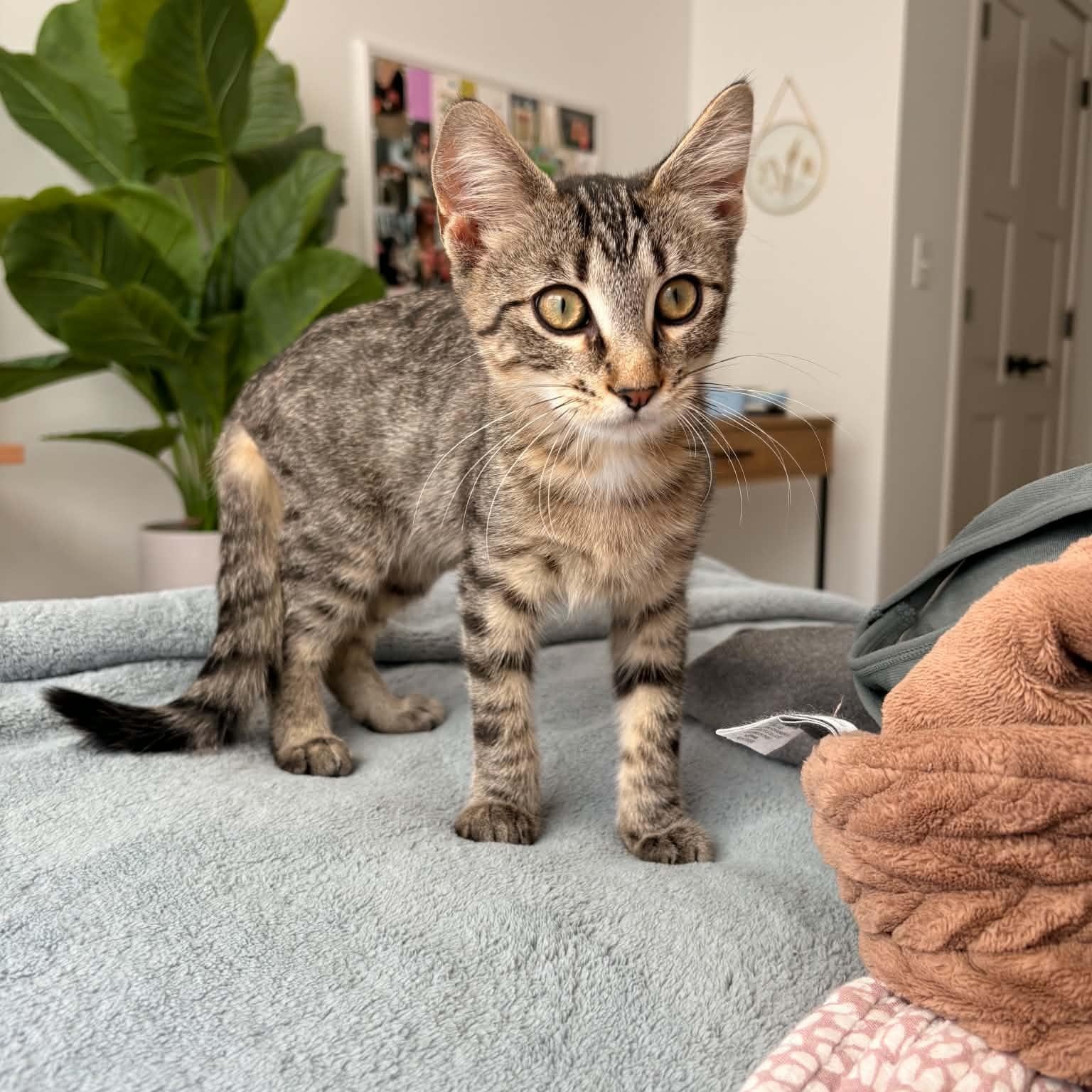 Milkshake, ADOPTABLE, Kitten Male Domestic Short Hair.