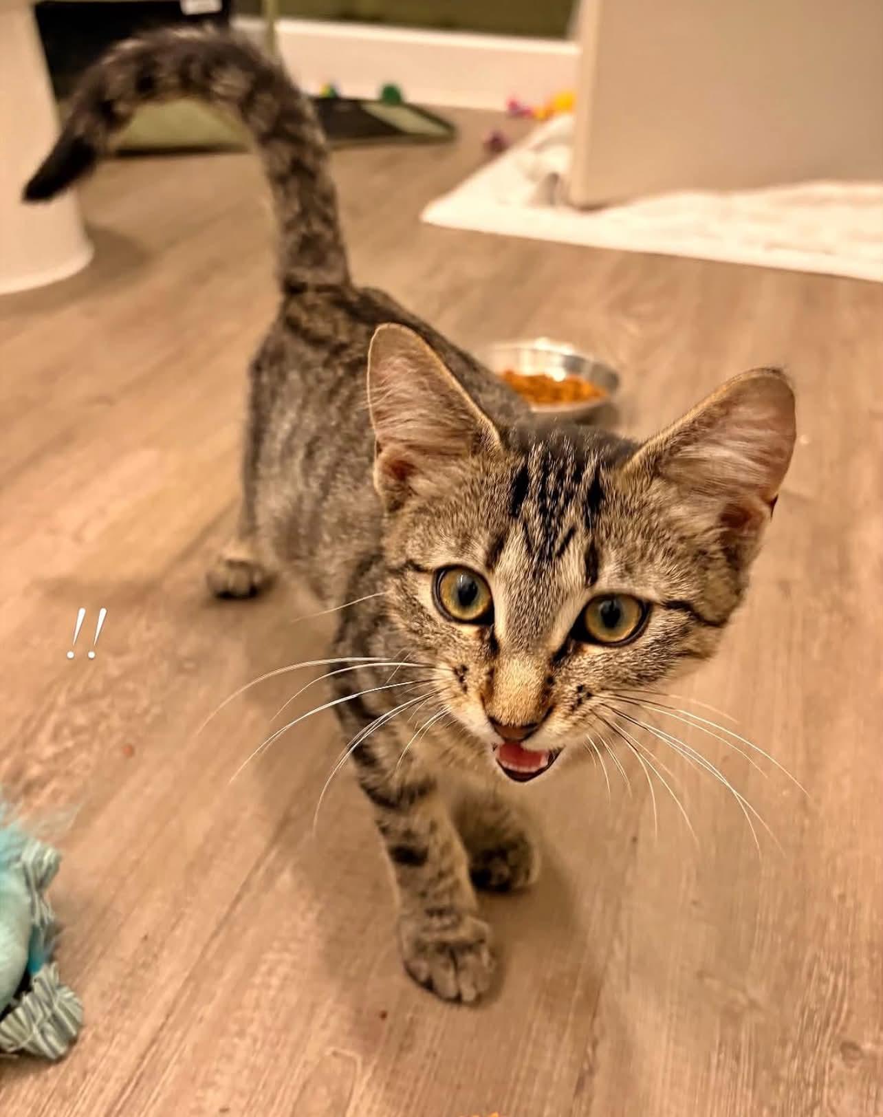 Enlarge Milkshake, a ADOPTABLE Domestic Short Hair in West Lafayette, IN image 4/6