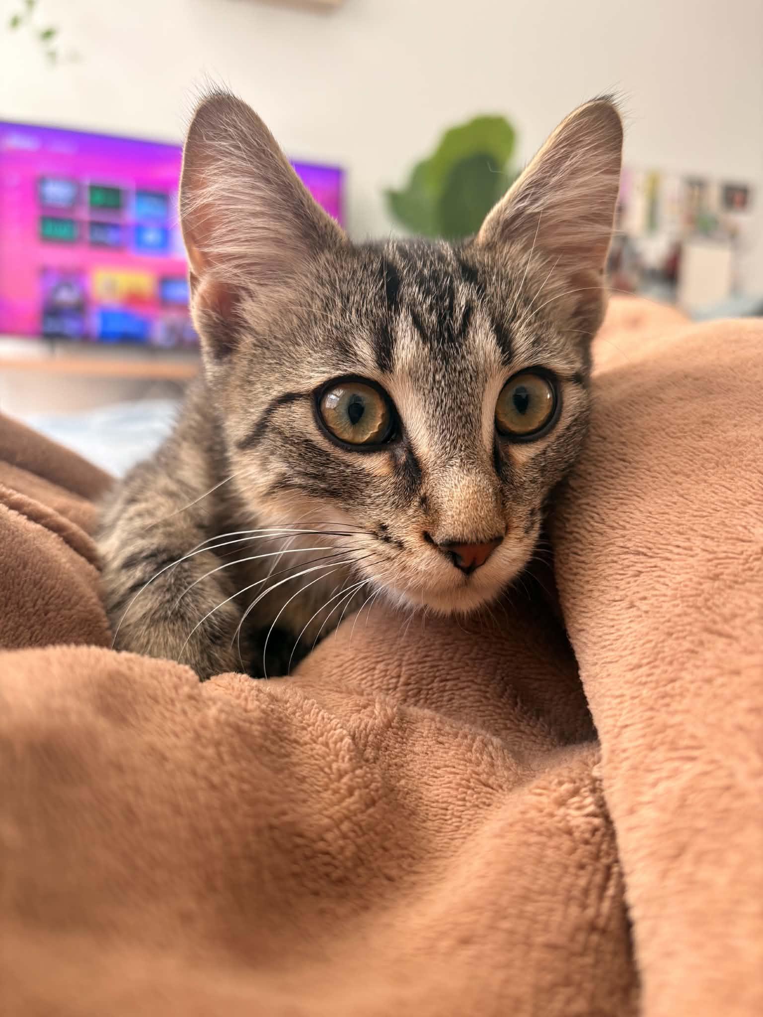 Enlarge Milkshake, a ADOPTABLE Domestic Short Hair in West Lafayette, IN image 5/6