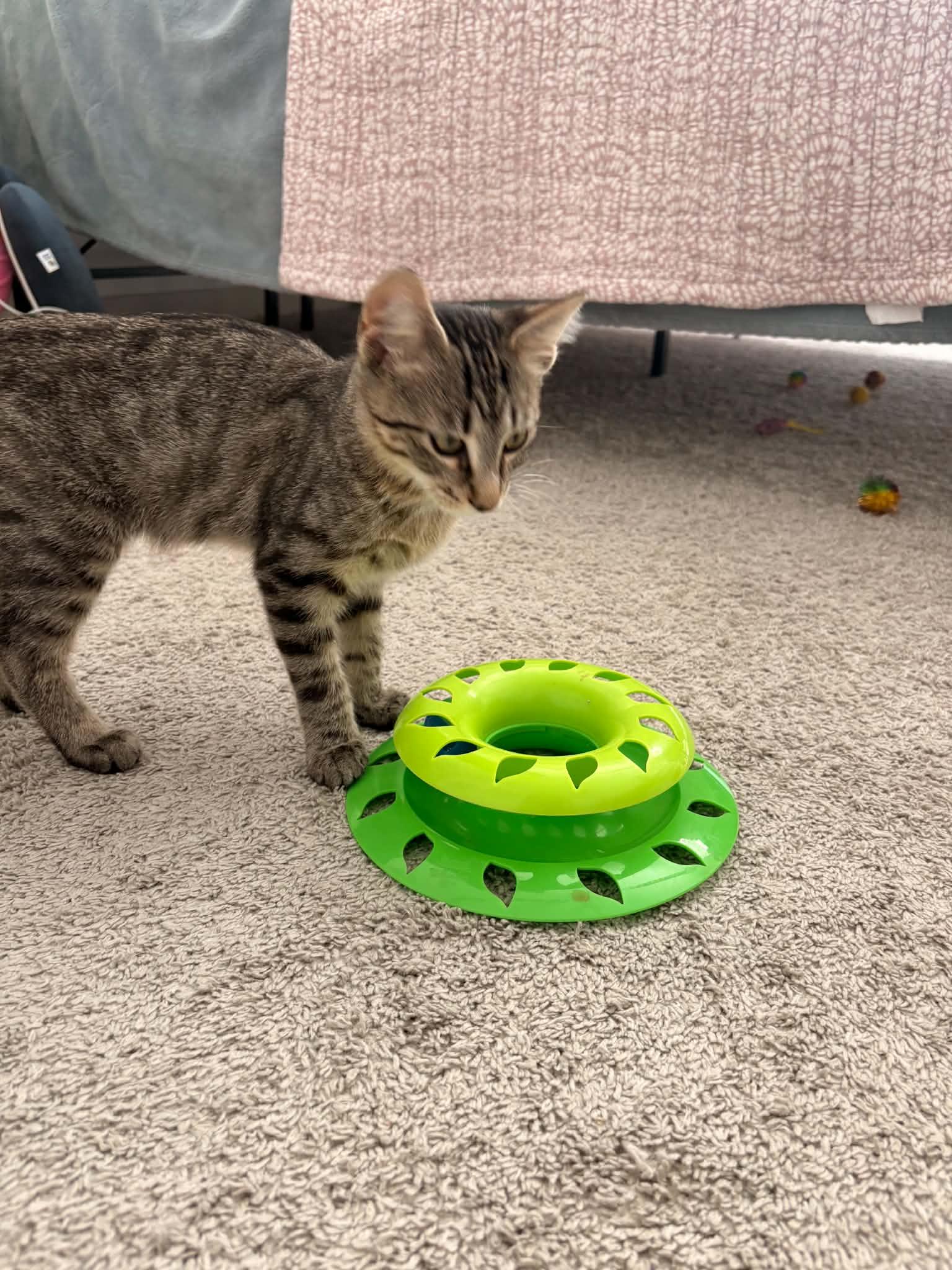 Enlarge Milkshake, a ADOPTABLE Domestic Short Hair in West Lafayette, IN image 2/6