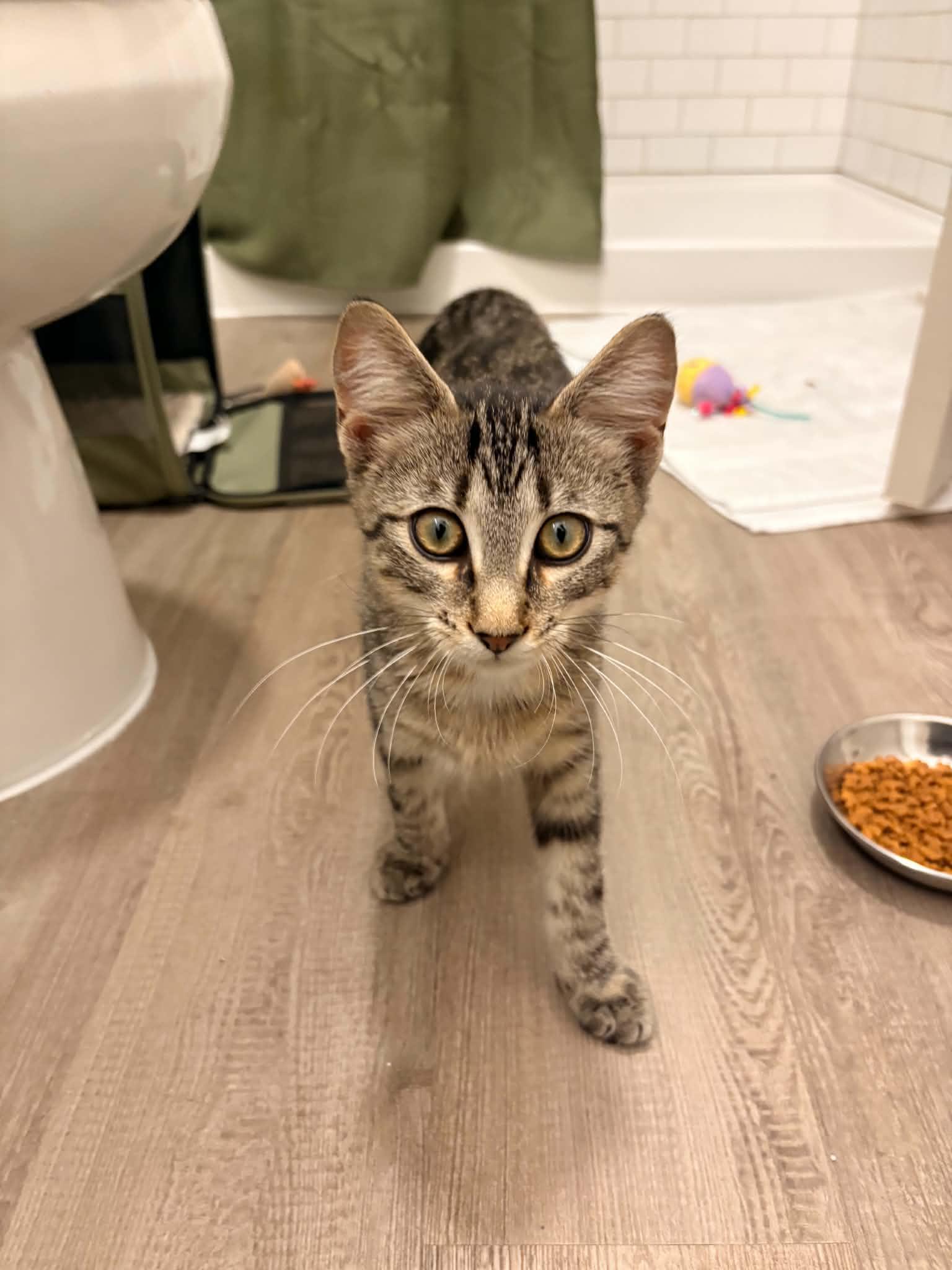 Enlarge Milkshake, a ADOPTABLE Domestic Short Hair in West Lafayette, IN image 3/6