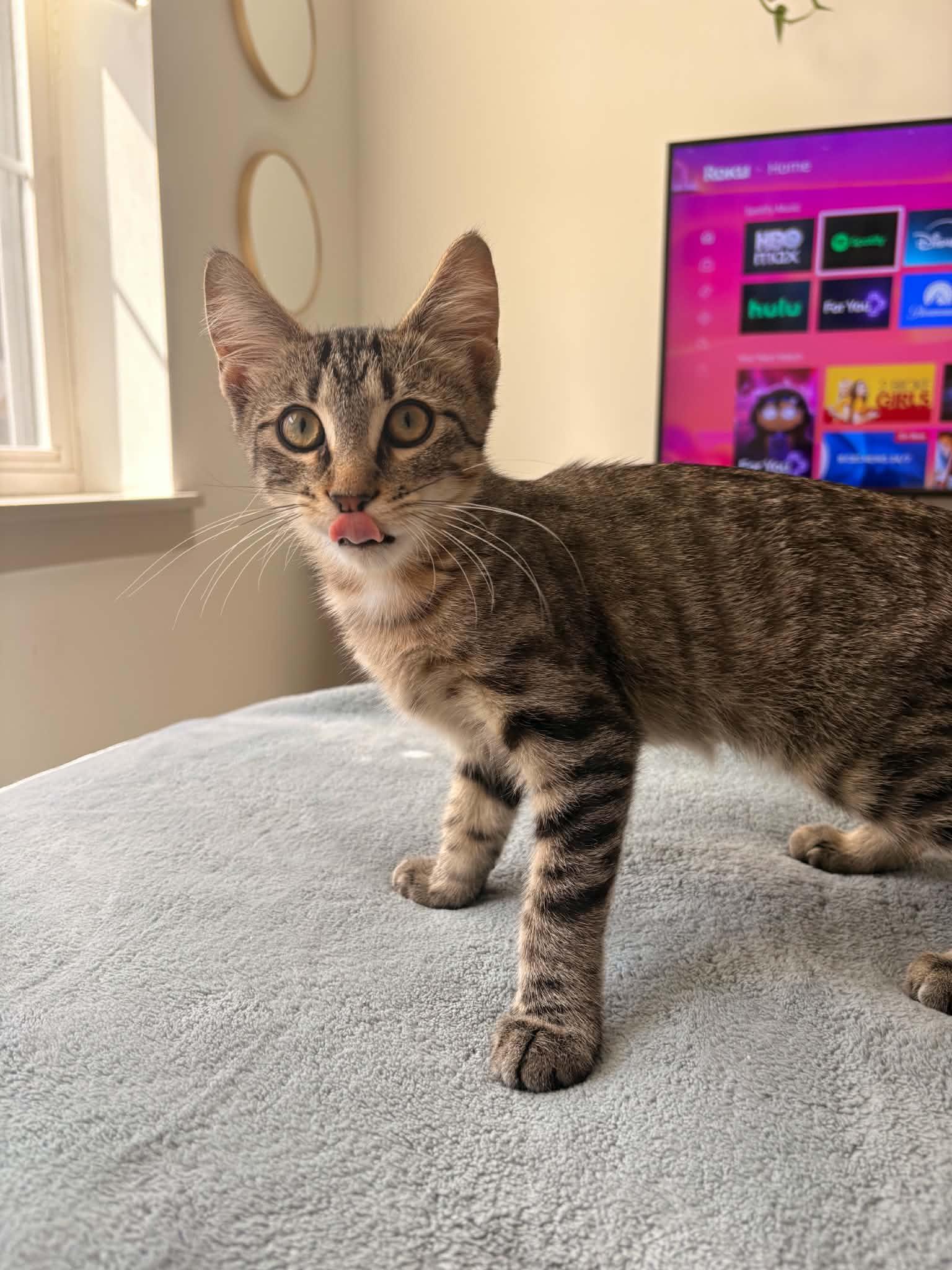 Enlarge Milkshake, a ADOPTABLE Domestic Short Hair in West Lafayette, IN image 6/6