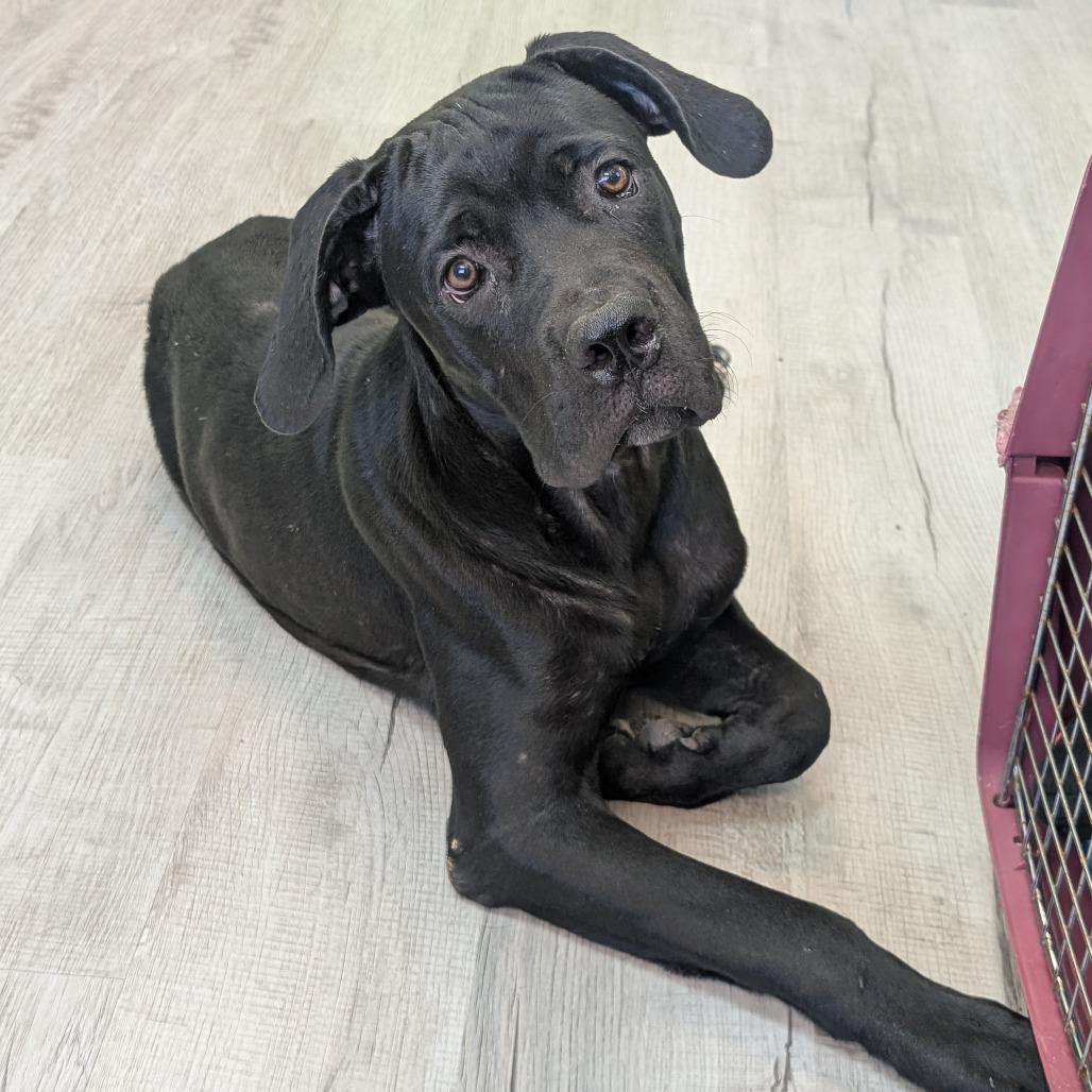 Pegasus, Adoptable, Young Male Cane Corso.