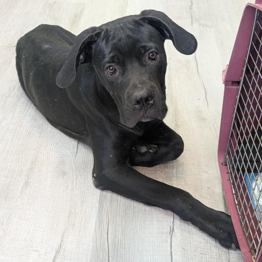 Enlarge Pegasus, a Adoptable Cane Corso in Emporia, KS image 2/2