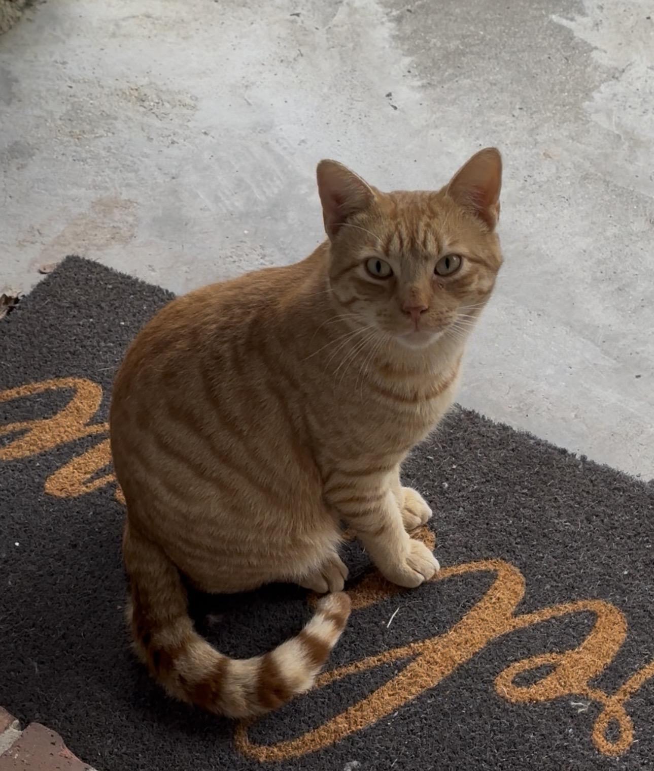 Enlarge Tiger Cattavia Day, an adopted mixed breed in Biloxi, MS image 1/1