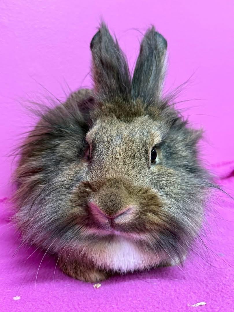 Enlarge Cheese Wiz, a ADOPTABLE Lionhead in St. Charles, MO image 2/3