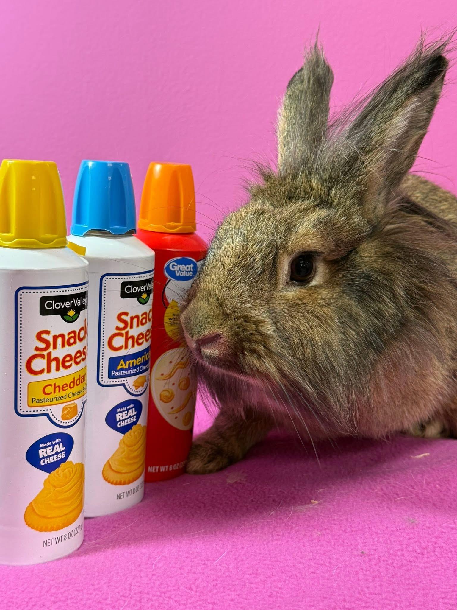 Cheese Wiz, ADOPTABLE, Adult Female Lionhead.