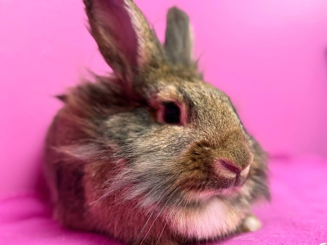 Enlarge Cheese Wiz, a ADOPTABLE Lionhead in St. Charles, MO image 3/3