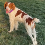 Merle - 20035869 - NE, an adopted Brittany Spaniel in Lincoln, NE image 1/2