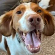 Merle - 20035869 - NE, an adopted Brittany Spaniel in Lincoln, NE image 2/2