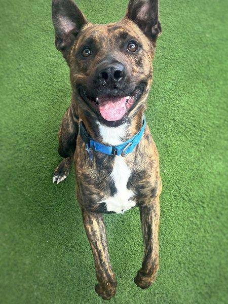 Luka, Adoptable, Young Male Pit Bull Terrier.