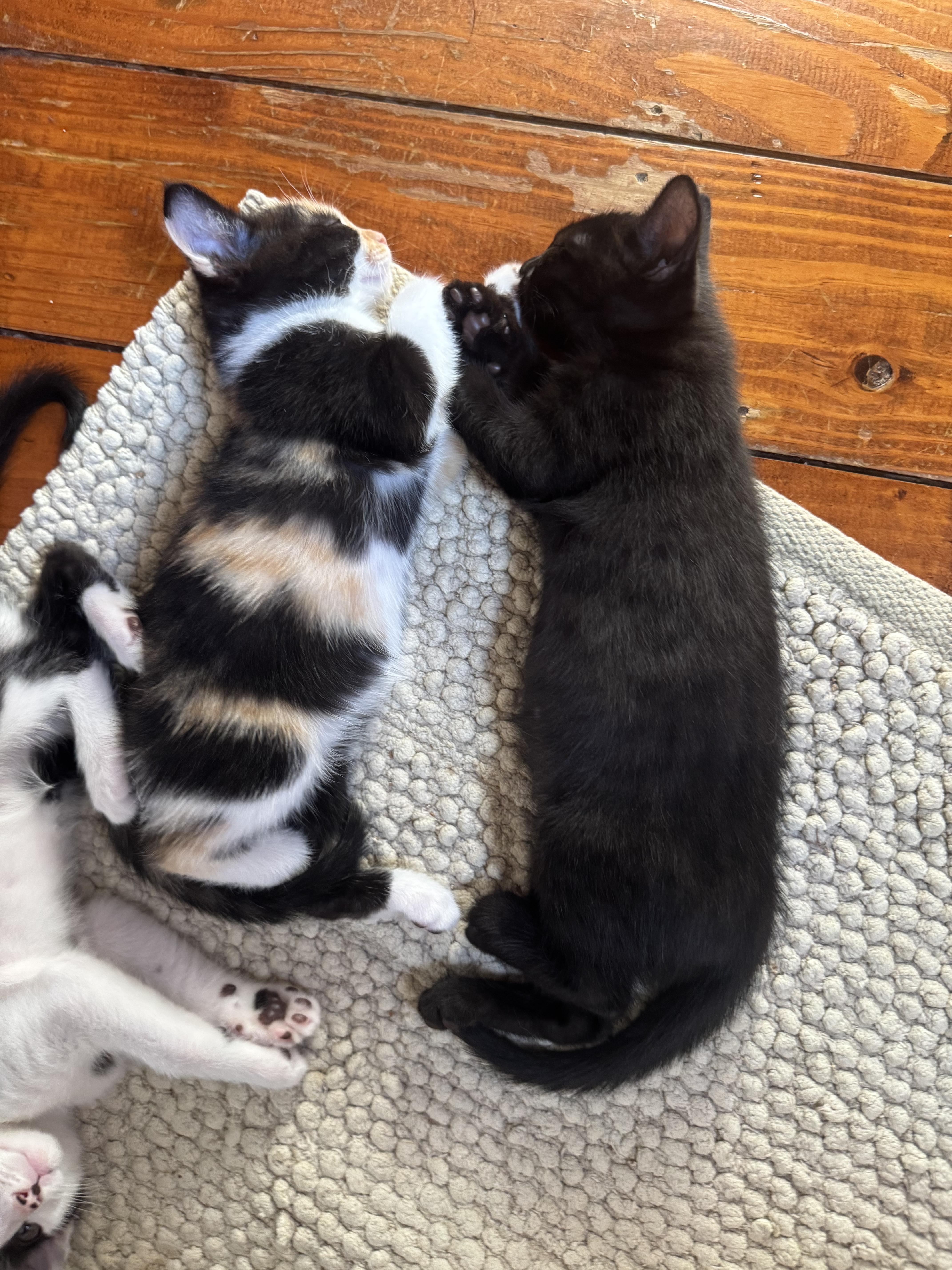 Enlarge Lucette, a Adopted Calico in Hickory, NC image 3/6