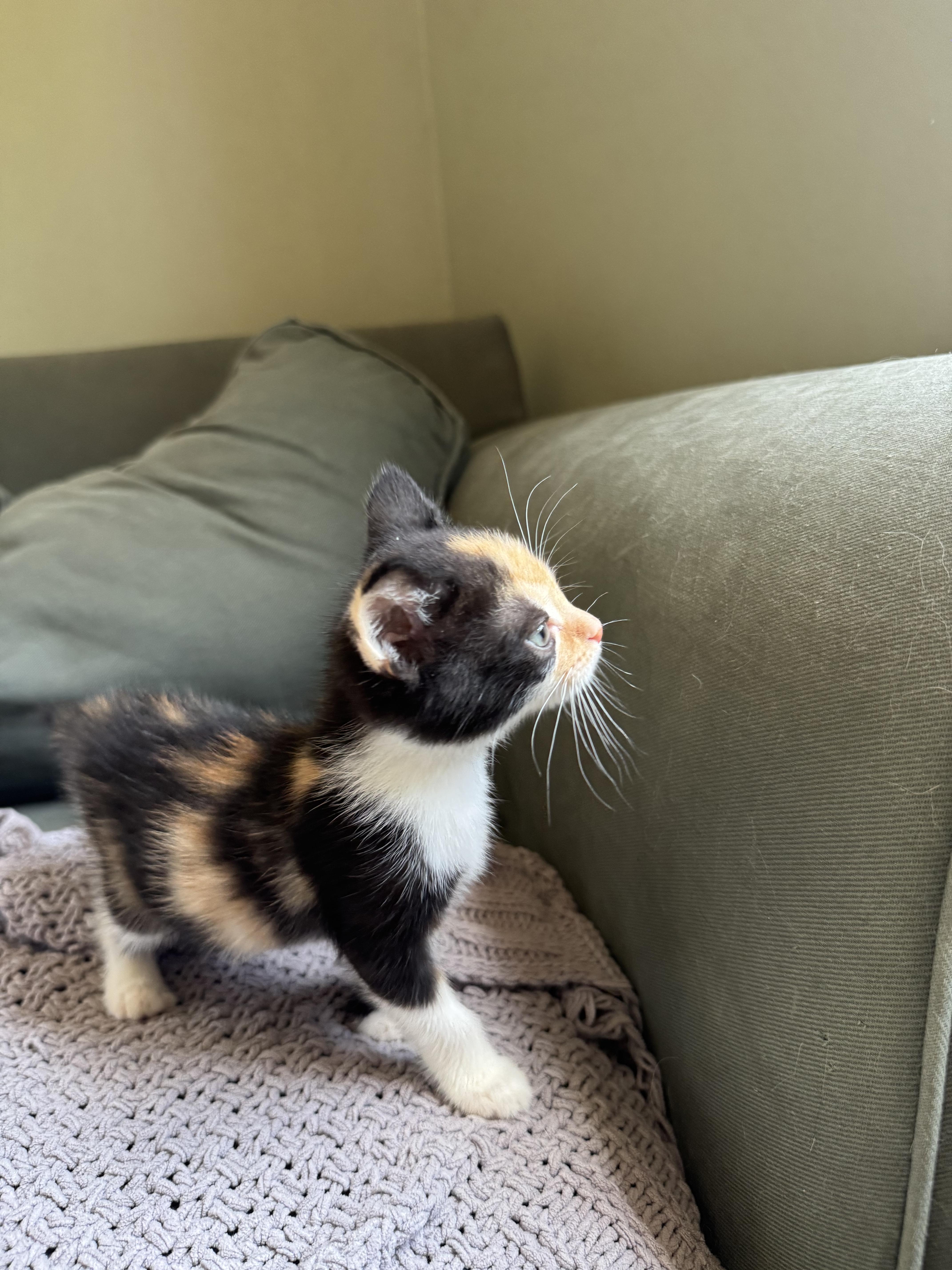 Enlarge Lucette, a Adopted Calico in Hickory, NC image 2/6