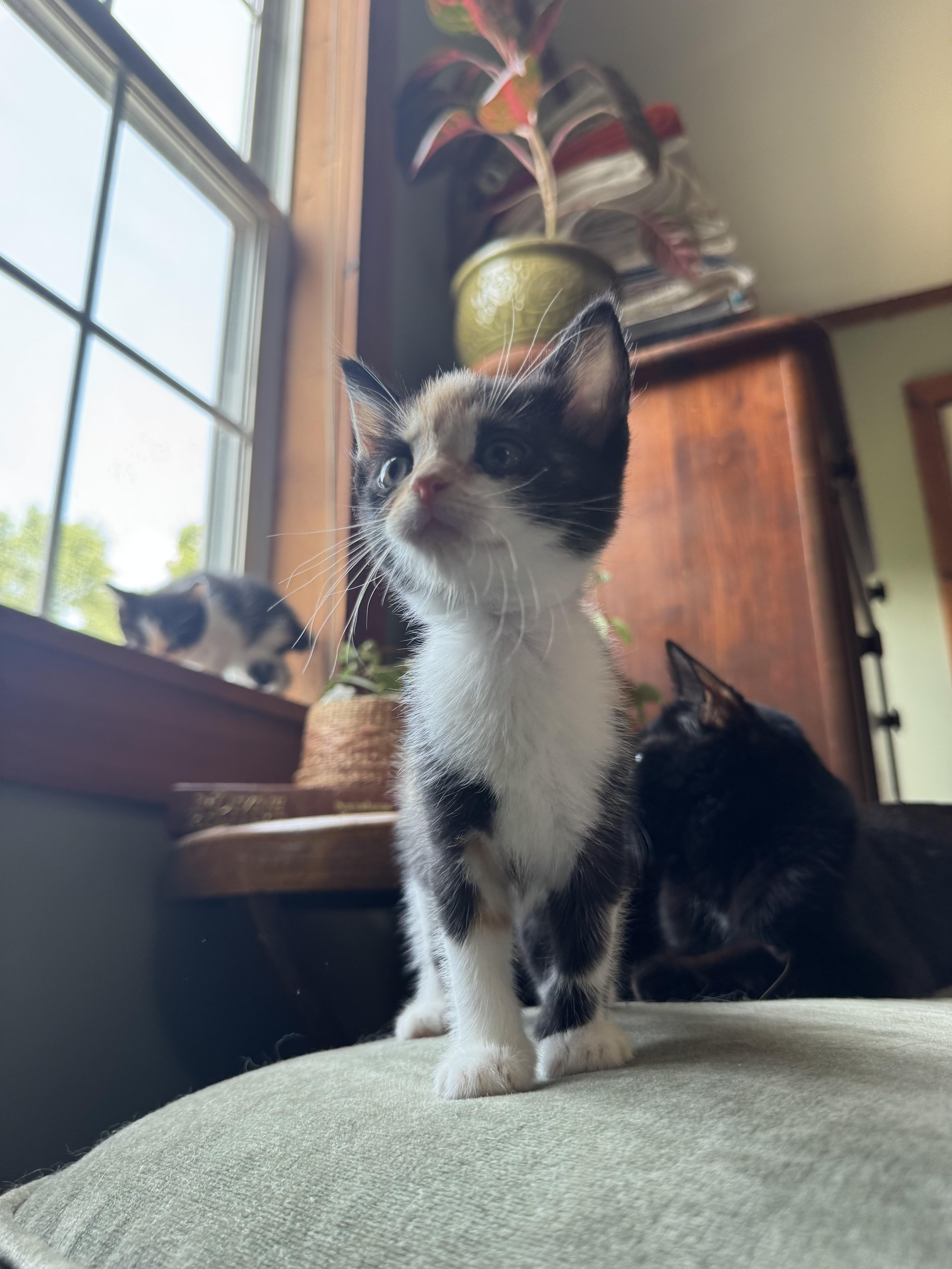 Lucette, Adopted, Kitten Female Calico.