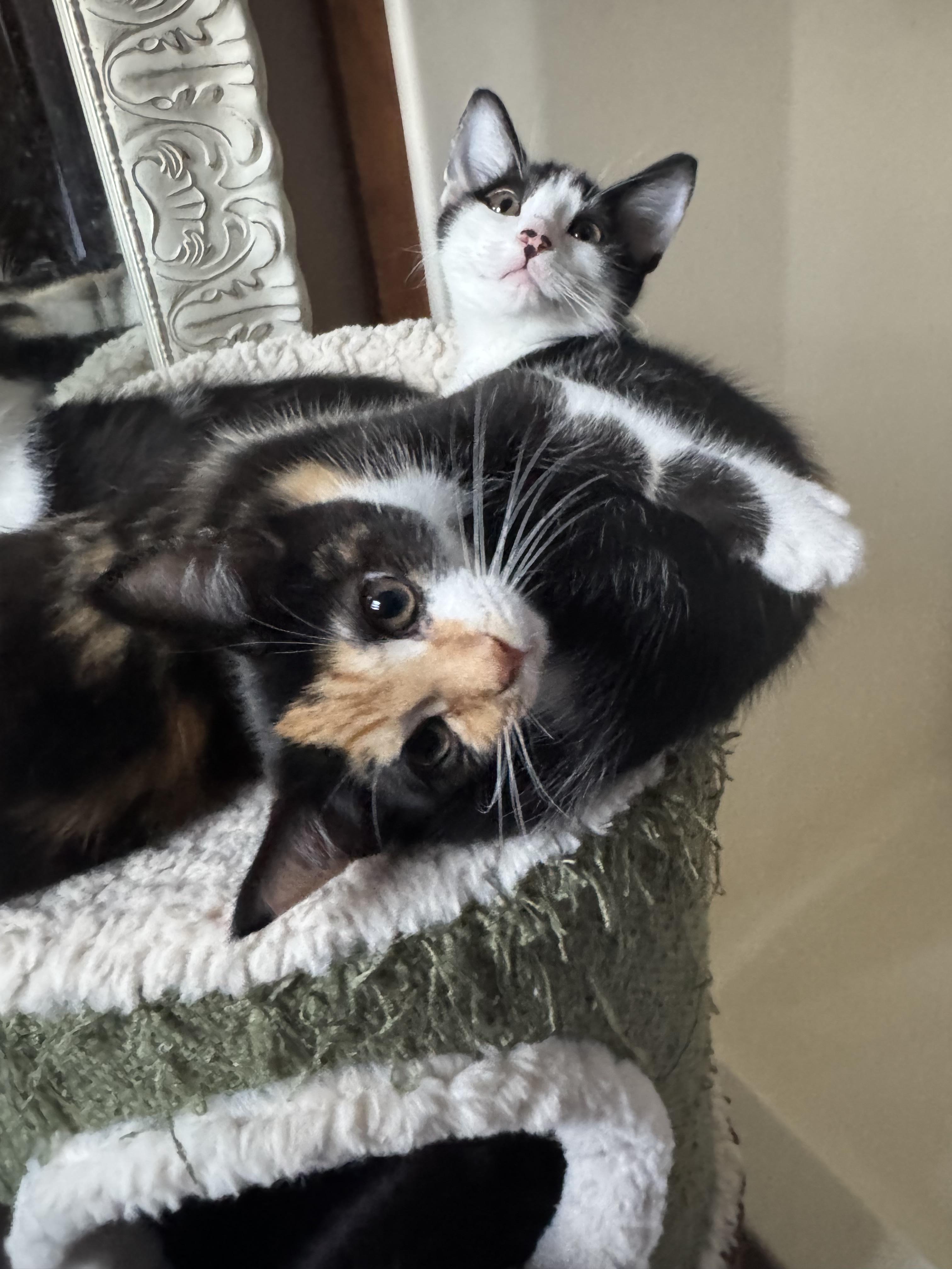 Enlarge Lucette, a Adopted Calico in Hickory, NC image 5/6