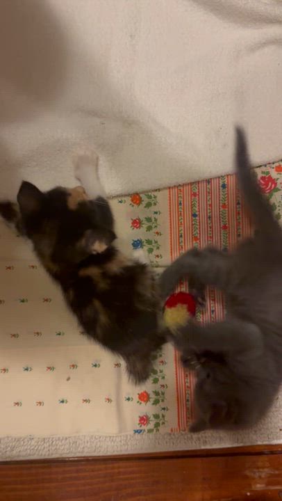 Enlarge Lucette, a Adopted Calico in Hickory, NC video 6/6