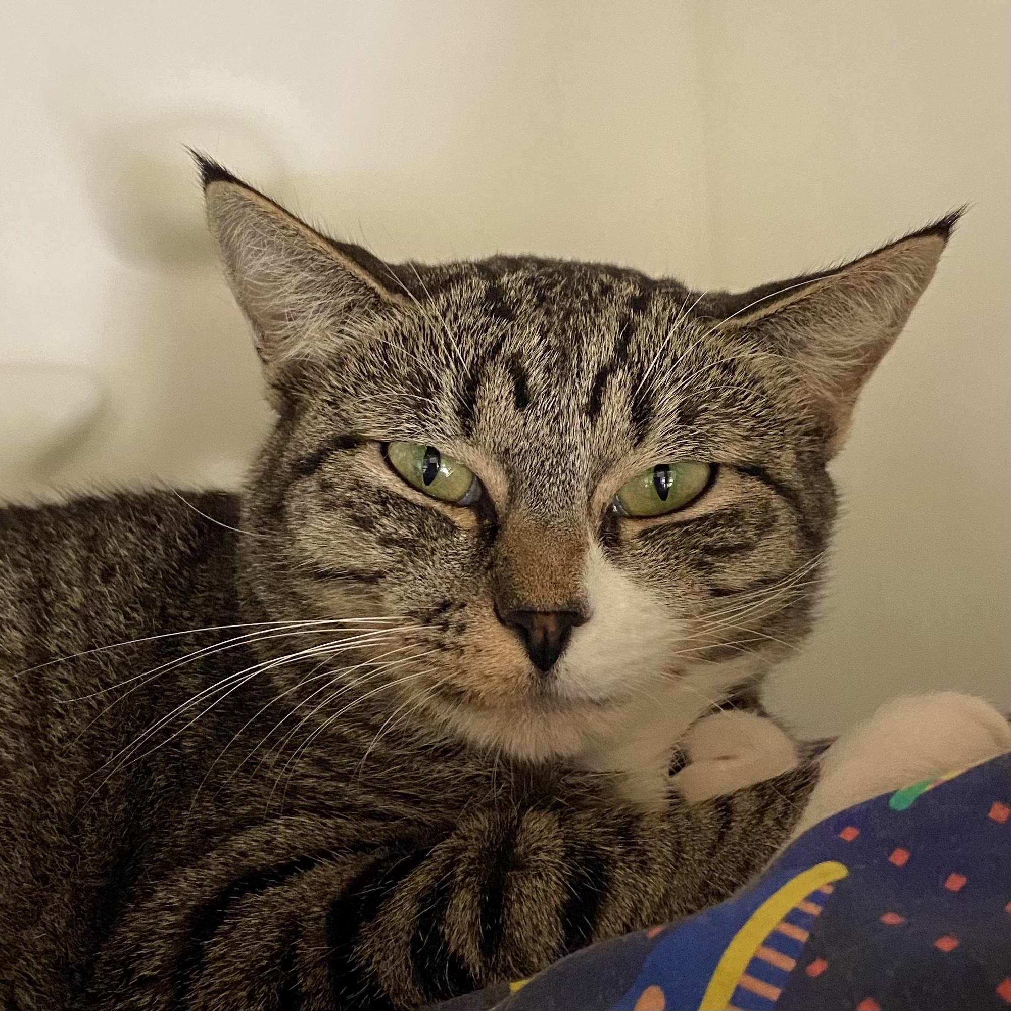 Chess, Adoptable, Adult Female Domestic Short Hair.