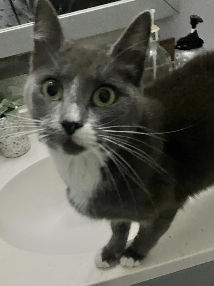 Enlarge Postmark **Special Needs - FeLv +**, a Adoptable Domestic Short Hair in Orlando, FL image 1/6