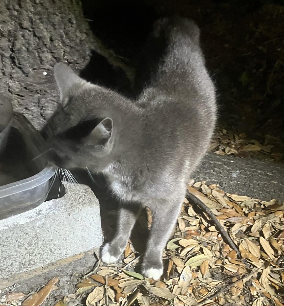 Enlarge Postmark **Special Needs - FeLv +**, a Adoptable Domestic Short Hair in Orlando, FL image 2/6