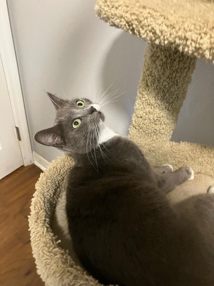 Enlarge Postmark **Special Needs - FeLv +**, a Adoptable Domestic Short Hair in Orlando, FL image 3/6