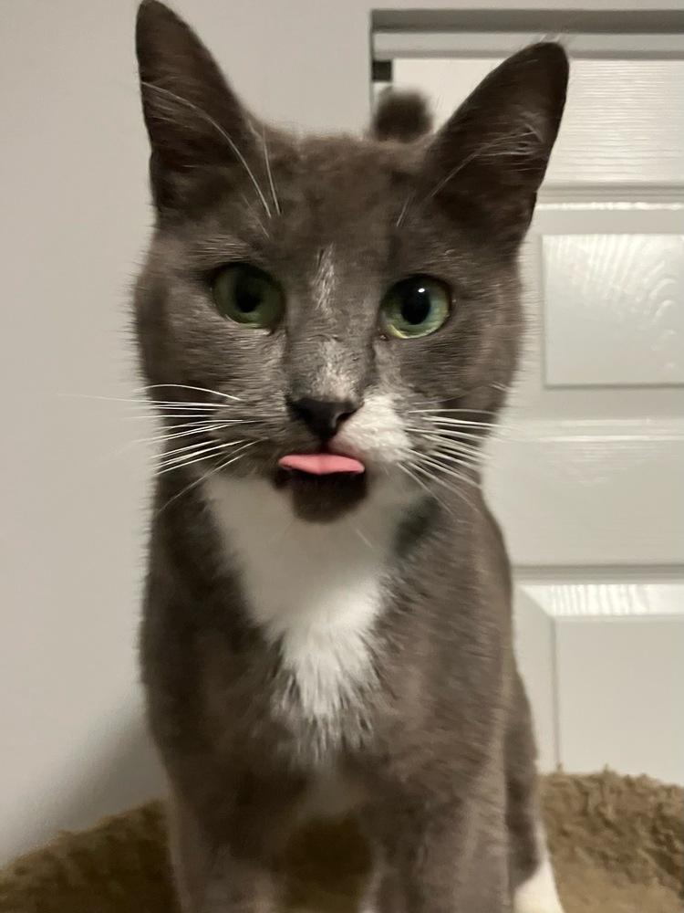 Enlarge Postmark **Special Needs - FeLv +**, a Adoptable Domestic Short Hair in Orlando, FL image 4/6