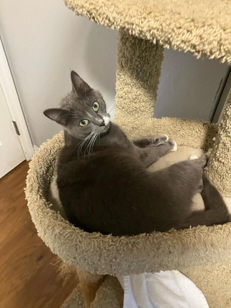 Enlarge Postmark **Special Needs - FeLv +**, a Adoptable Domestic Short Hair in Orlando, FL image 5/6