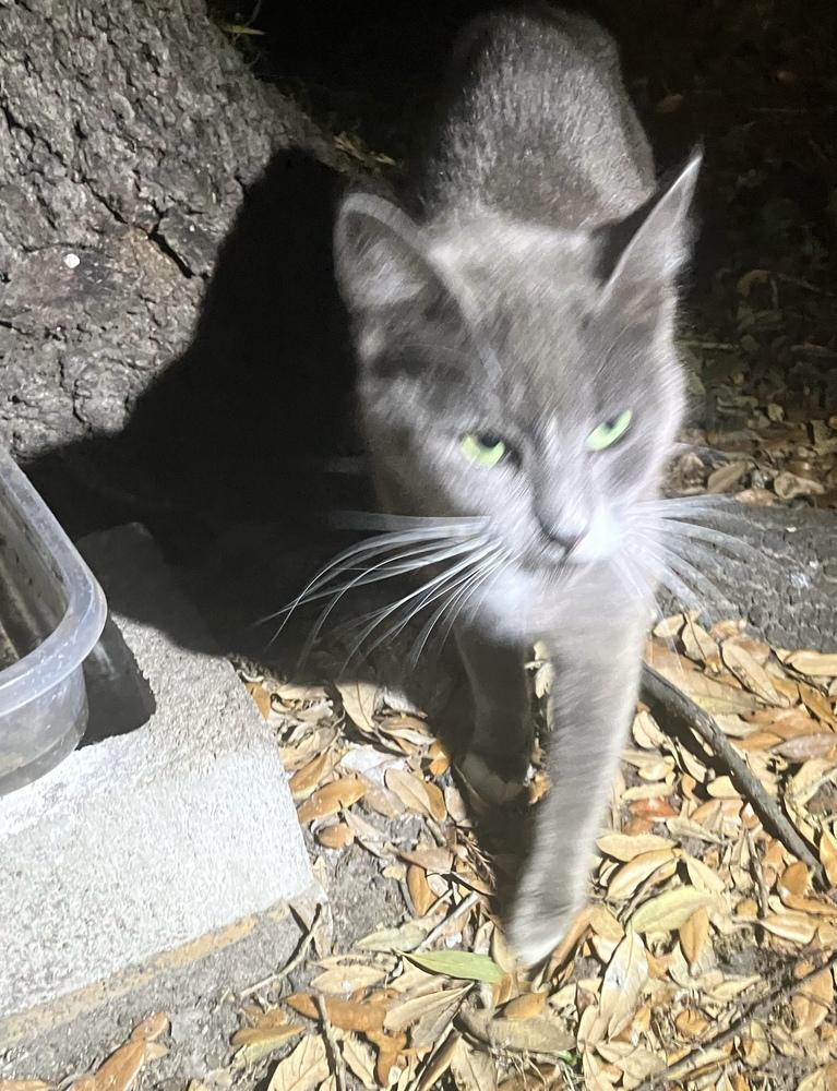 Enlarge Postmark **Special Needs - FeLv +**, a Adoptable Domestic Short Hair in Orlando, FL image 6/6