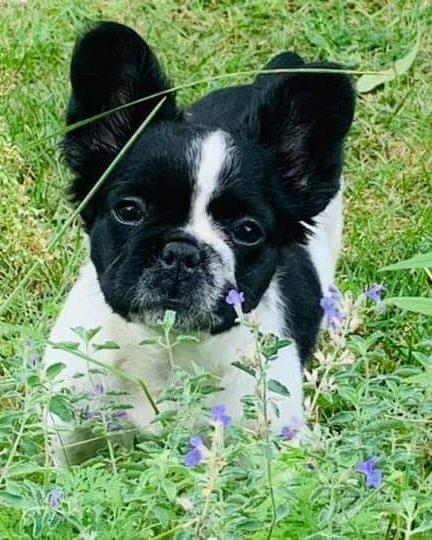 Enlarge Blueberry, a Adoptable French Bulldog in Toronto, ON image 1/6