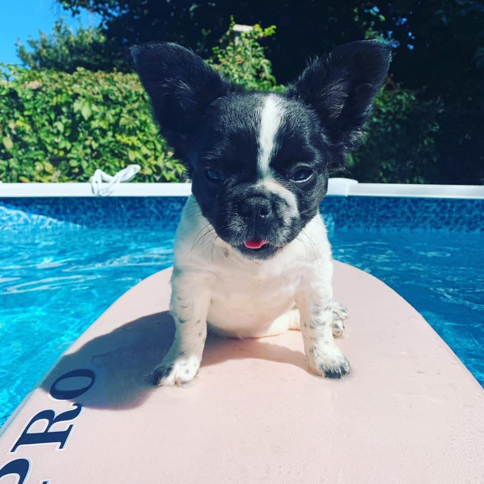 Enlarge Blueberry, a Adoptable French Bulldog in Toronto, ON image 2/6