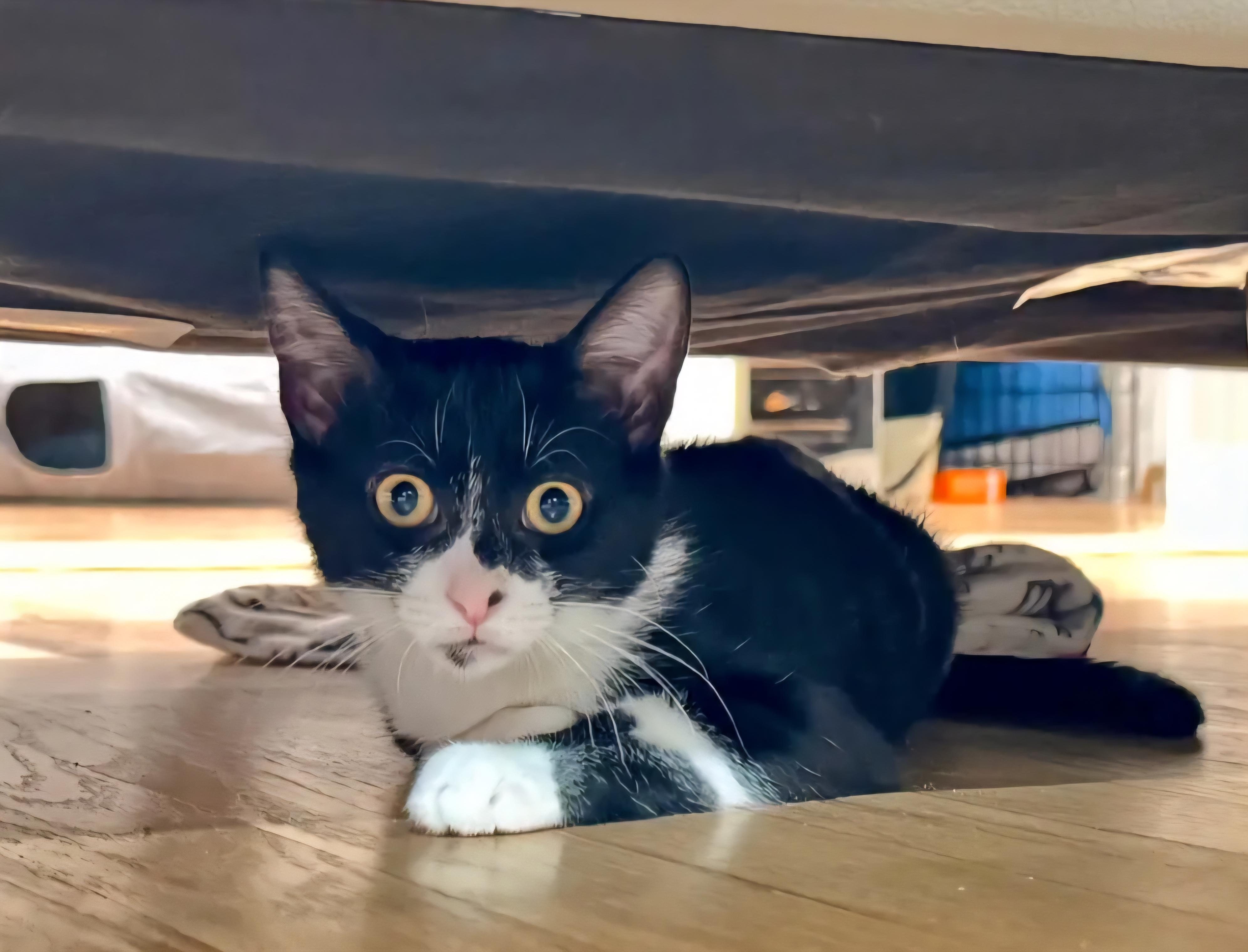 Enlarge Bindy, a Adoptable Domestic Short Hair in Rochester Hills, MI image 4/4