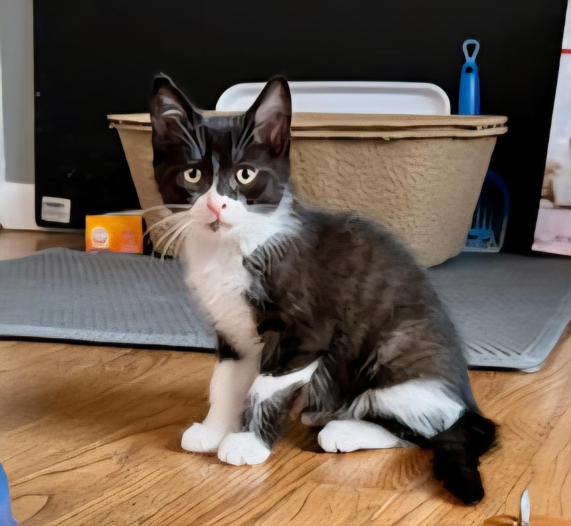 Enlarge Bindy, a Adoptable Domestic Short Hair in Rochester Hills, MI image 3/4