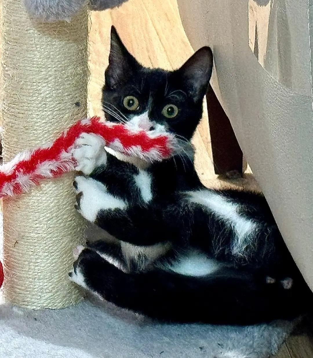 Enlarge Bindy, a Adoptable Domestic Short Hair in Rochester Hills, MI image 1/4