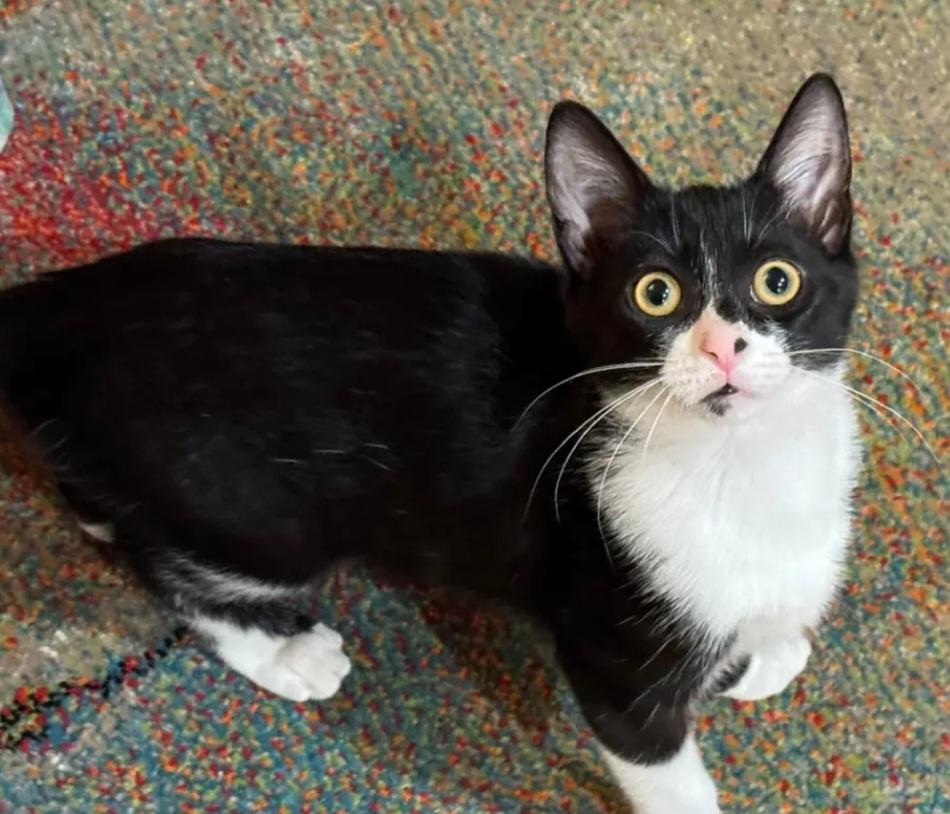 Enlarge Bindy, a Adoptable Domestic Short Hair in Rochester Hills, MI image 2/4