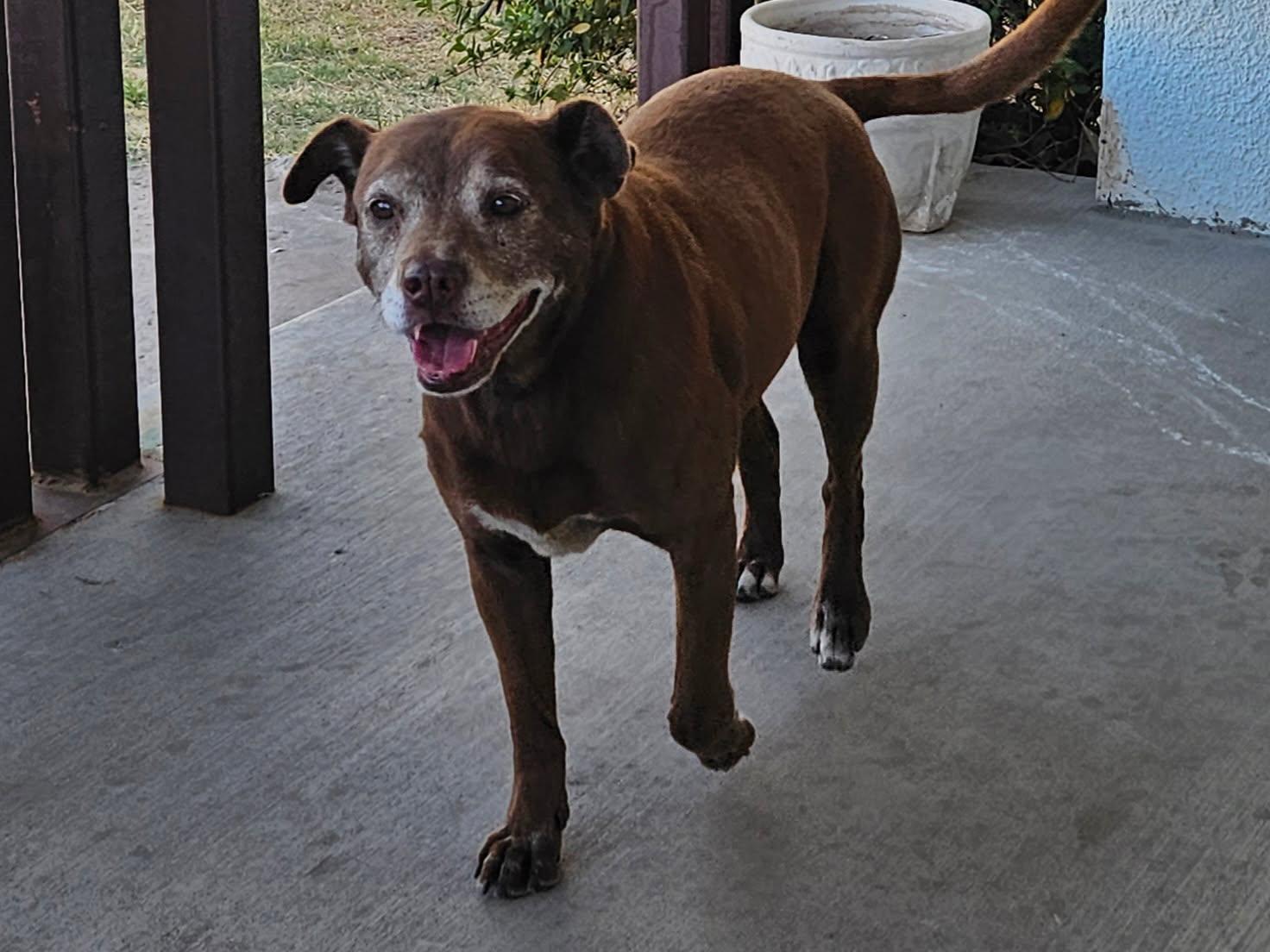 Suzie, ADOPTABLE, Senior Female Labrador Retriever.