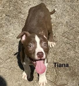 Tiana, ADOPTABLE, Puppy Female Terrier.