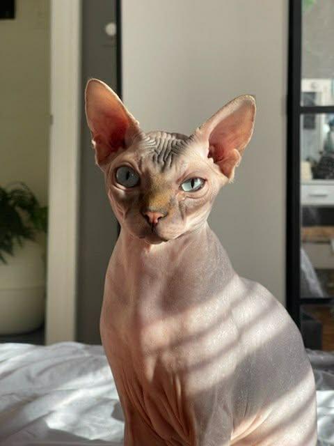 Charlie , ADOPTABLE, Adult Male Sphynx / Hairless Cat.