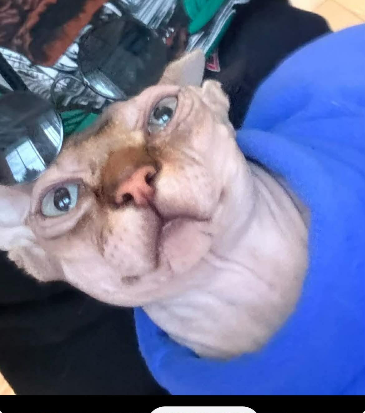 Charlie , a ADOPTABLE Sphynx / Hairless Cat in Woodmere, NY image 3/3